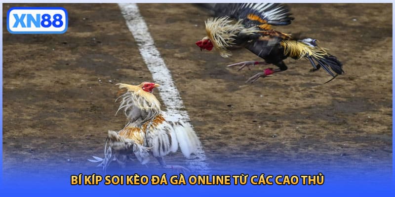 Bí kíp soi kèo đá gà online từ các cao thủ