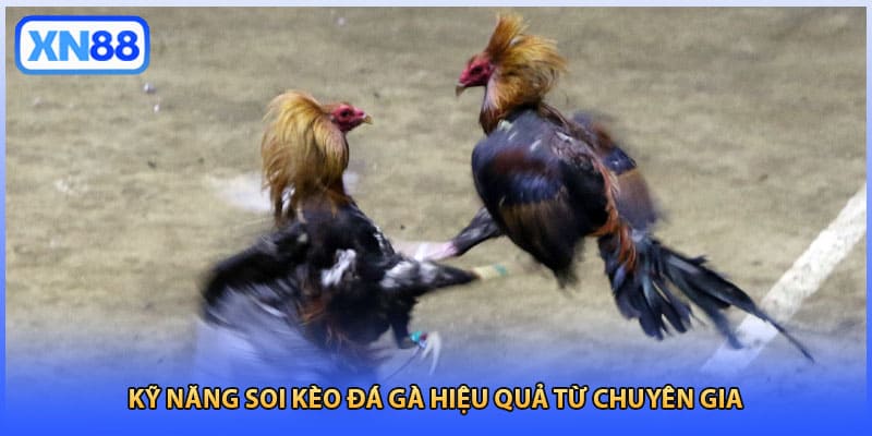 Kỹ năng soi kèo đá gà hiệu quả từ chuyên gia