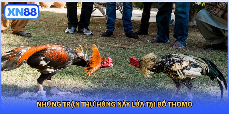 Những trận thư hùng nảy lửa tại bồ Thomo