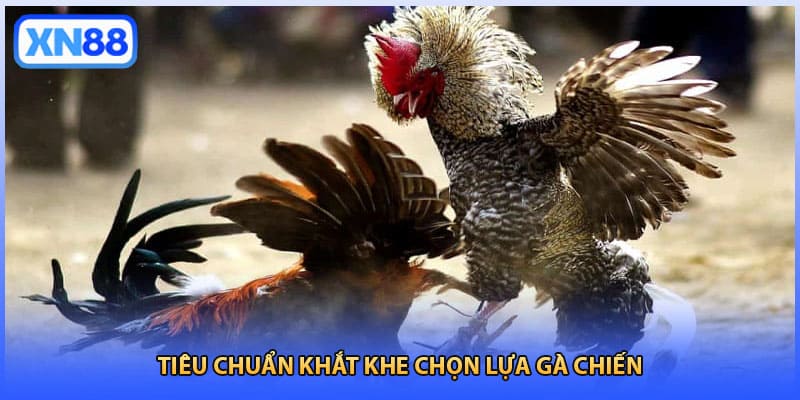 Tiêu chuẩn khắt khe chọn lựa gà chiến